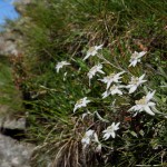 Das Edelweiß - wohl die Bekannteste unter den Alpenblumen