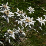 Viel besungen: Das schenste Bleamal auf der Welt, des ist das Edelweiss ...