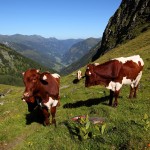 Junge "Pinzgauer Rinder" unter dem Murtörl