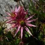 Berghauswurz - für mich eine der edelsten Alpenblumen