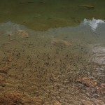 Tausende kleine Fischlein im Schuhflickersee