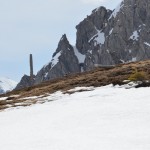Alpenschneehuhn zu entdecken
