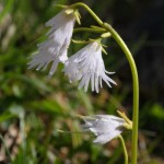 Soldanelle, Kleines Alpeglöckchen, weiß 4