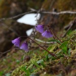 Soldanellen ("Alpenglöckchen")