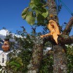 Abgebrochen - diesem Apfelbaum wurde die Last leider zu schwer