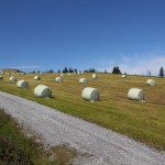 So ergiebig kann der landwirtschaftliche Ertrag auf den Skipisten sein