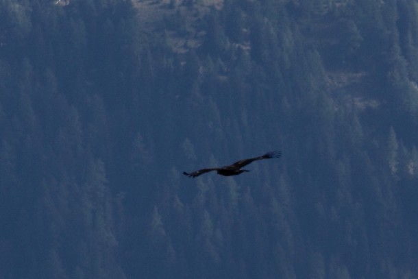 Steinadler, aufgenommen vom Naturplatzl aus.