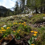 Sumpfdotterblumen im Schnee_2