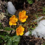 Sumpfdotterblumen im Schnee_3