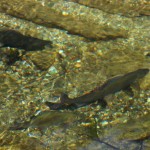 Der Talschluss von Hüttschlag ist ein begehrtes Fischwasser