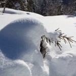 Hartnäckiger Überlebenskünstler