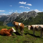 Kuhherde oberhalb des Tappenkarsees