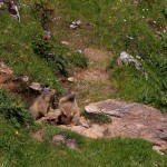 Murmeltiere im Tappenkar