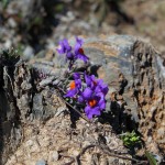 Alpen-Leinkraut - Überlebenskünstler im Fels