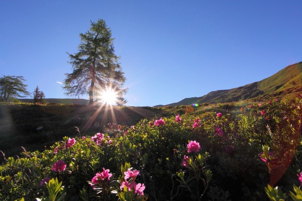 Die wärmenden Sonnenstrahlen lassen die Blumen in besonderem Licht erstrahlen 