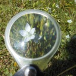 Unterm Kreuzkogel wachsen die seltensten Blumen. Tauernblume - eine Enzianart, entdeckt von unserem Blumenspezialisten Alois Prommegger.