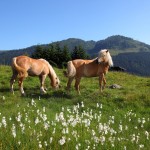 Haflinger Pferde am Weg zur Unterwandalm