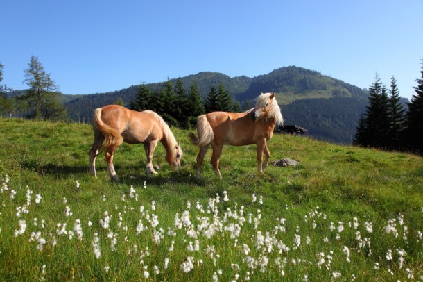 Haflinger Pferde am Weg zur Unterwandalm