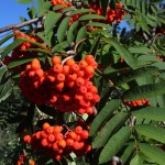 Vogelbeeren, hinter der mittleren Dolde die wichtige Knospe für´s nächste Jahr