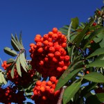 Herrliche Vogelbeeren