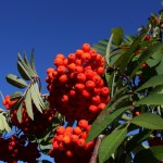 Herrliche Vogelbeeren