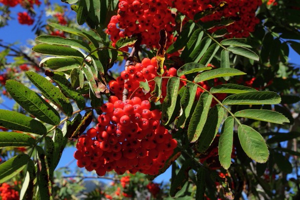 Vogelbeeren