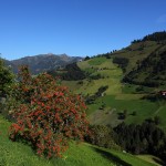 Vogelbeerbaum im Ellmautal, die Äste reichen unter der Last fast bis zum Boden