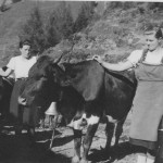 Als die Pinzgauer Kuh schon längst erfunden war - vor 70 Jahren auf der Karseggalm mit Sennerinnen Maria und Walpurga