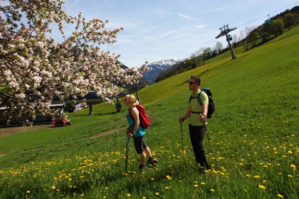 Herrlich blühender Apfelbaum