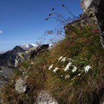 Edelweiß - die Königin der Alpenblumen