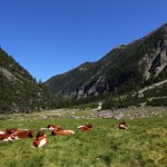 Kühe weiden dort, wo sons zeitweise meterhoch das Wasser steht