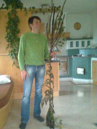 Willi mit 2 Meter langer Königskerze - Zeichen für tiefen Winter (in diesem Fall vielleicht Zeichen für einen alternativen Christbaum) Willi mit 2 Meter langer Königskerze - Zeichen für tiefen Winter (in diesem Fall vielleicht Zeichen für einen alternativen Christbaum)