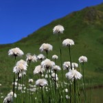 Wollgras am Schuhflickersee_7