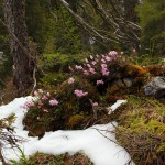 Alpine "Urwaldlandschaft" mit Zwerg-Alpenrose