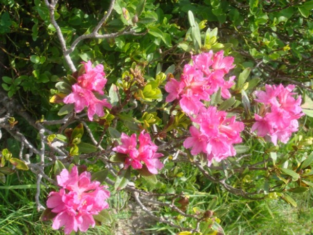 Almrosen Almrosenwiese
