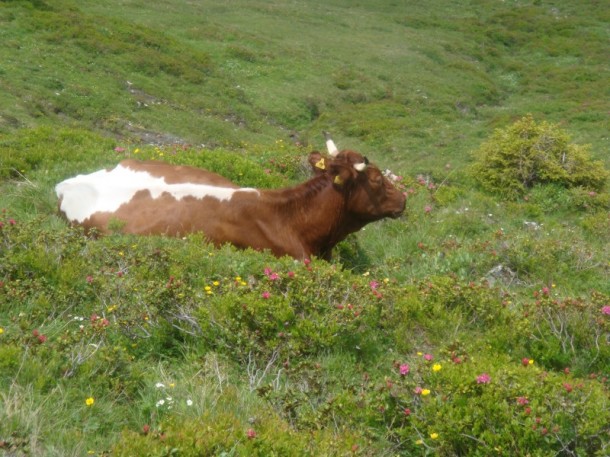 Kuh (mit Hörnern) macht ihre Mittagsrast in einer Almrosenwiese