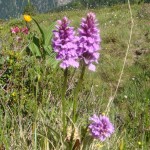 Orchideen auf den Bergen im Großarltal