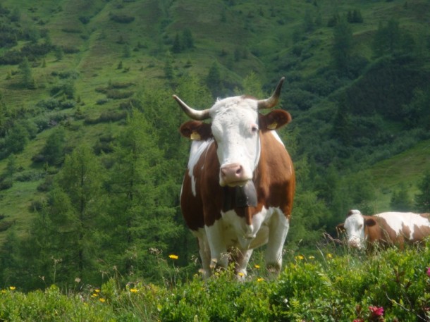 Kuh mit Hörner Diese Kuh verweilt im Sommer über auf der Karteisalm