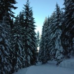 Verschneite Bäume auf der Skiroute 11